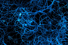 Neurones